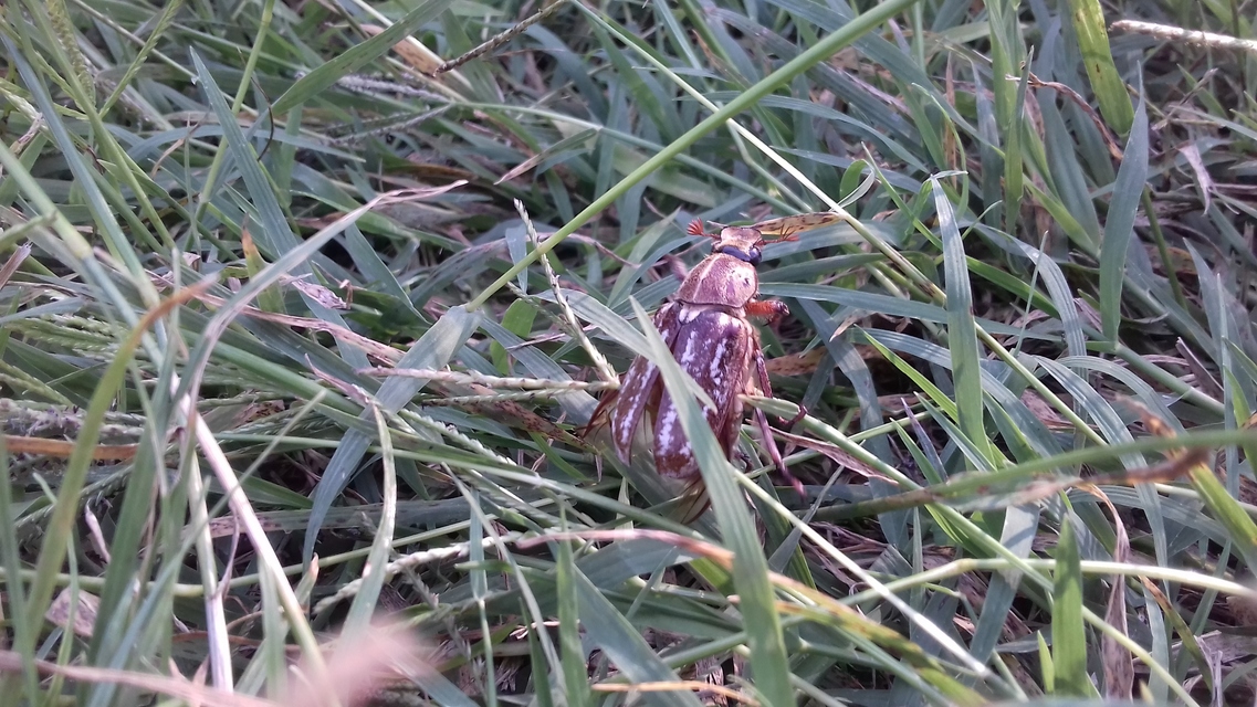 Anoxia orientalis - keleti cserebogár