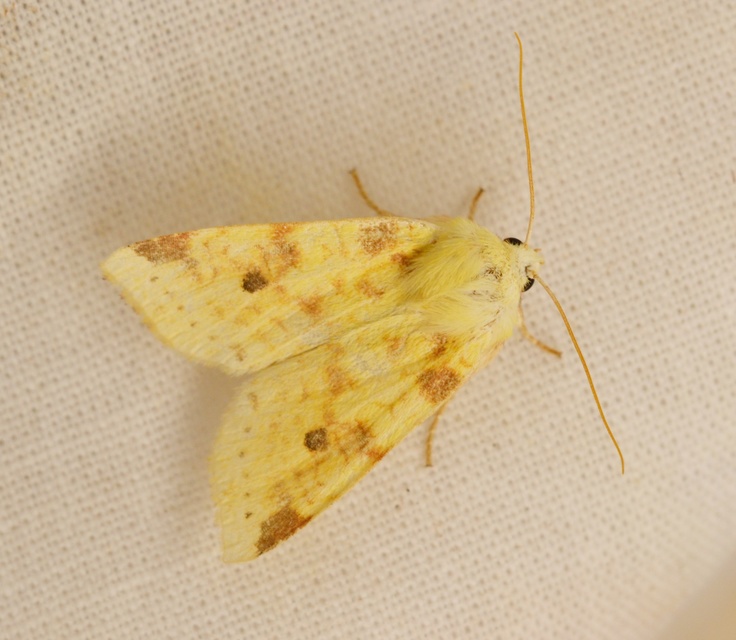 Cirrhia icteritia - nyárfa-sárgabagoly