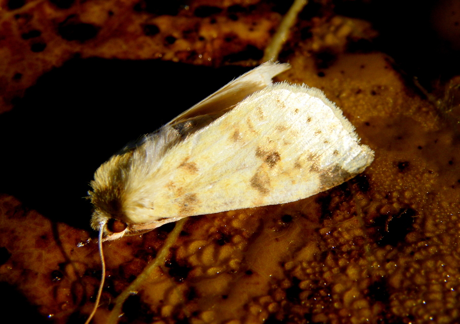 Cirrhia icteritia - nyárfa-sárgabagoly
