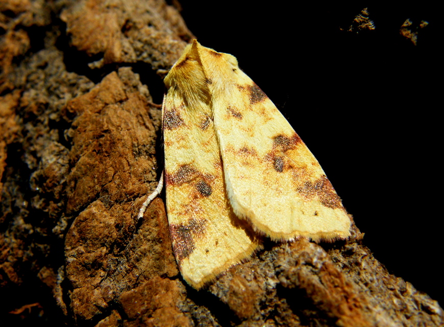 Cirrhia icteritia - nyárfa-sárgabagoly
