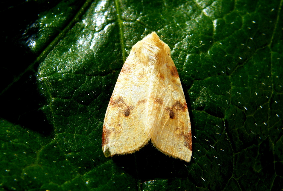 Cirrhia icteritia - nyárfa-sárgabagoly