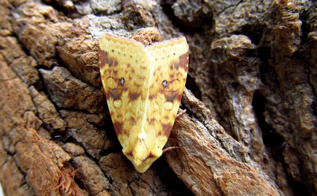 Cirrhia icteritia - nyárfa-sárgabagoly