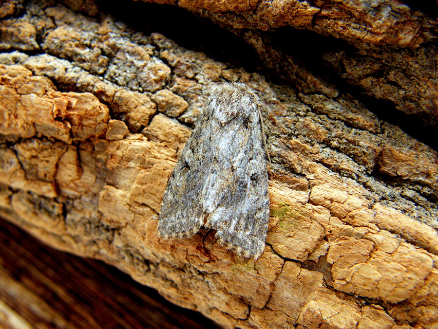 Apterogenum ypsillon - ipszilon-erdeibagoly