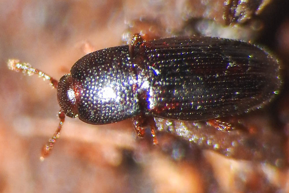 Cerylon histeroides - fekete kéregbogár