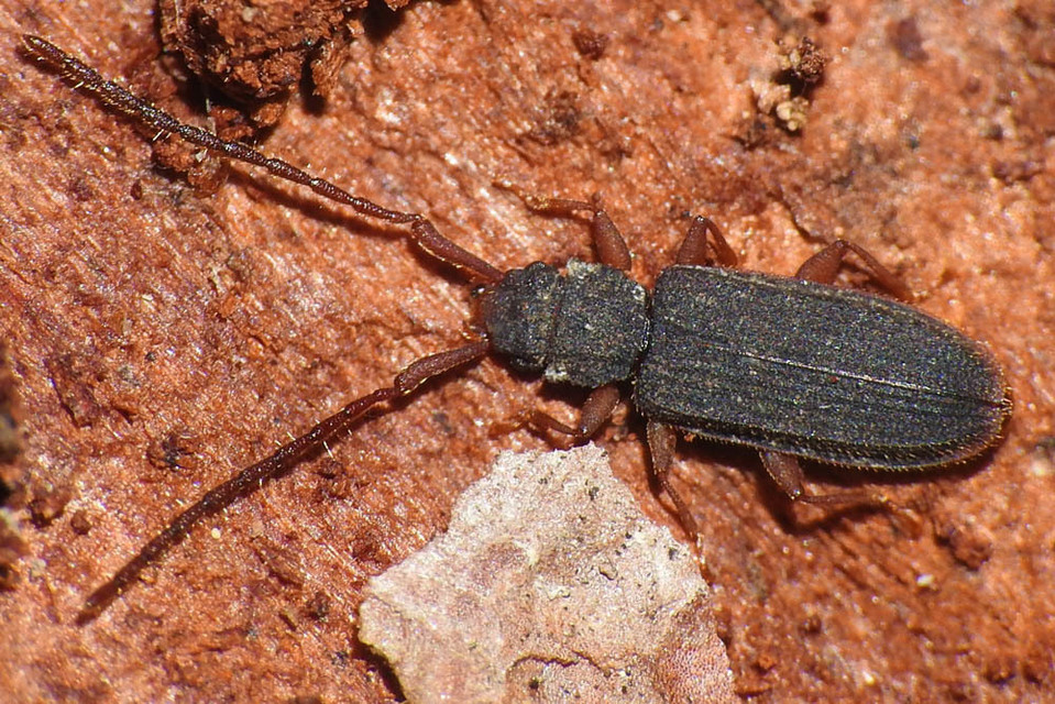 Uleiota planatus - hosszúcsápú fogasnyakú-lapbogár