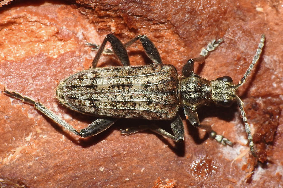 Rhagium inquisitor - fenyves-tövisescincér