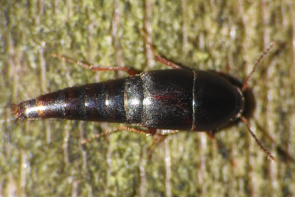 Sepedophilus testaceus - szurokszínű pihésholyva Sepedophilus testaceus - szurokszínű pihésholyva