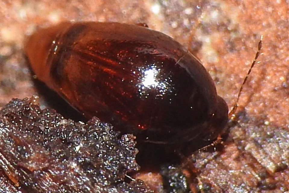 Scaphisoma