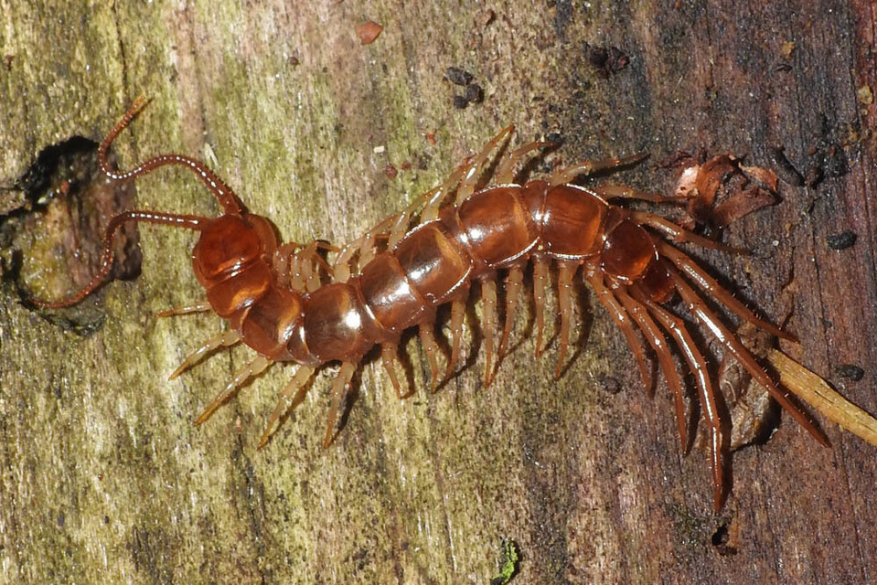 Lithobius