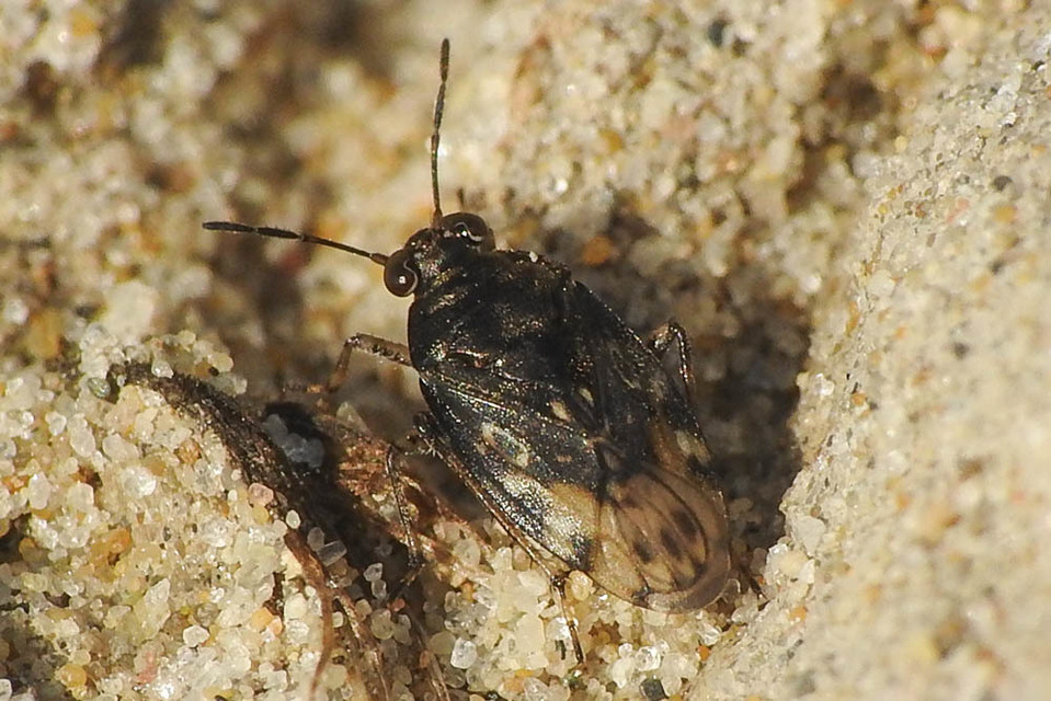 Saldidae - partipoloskák