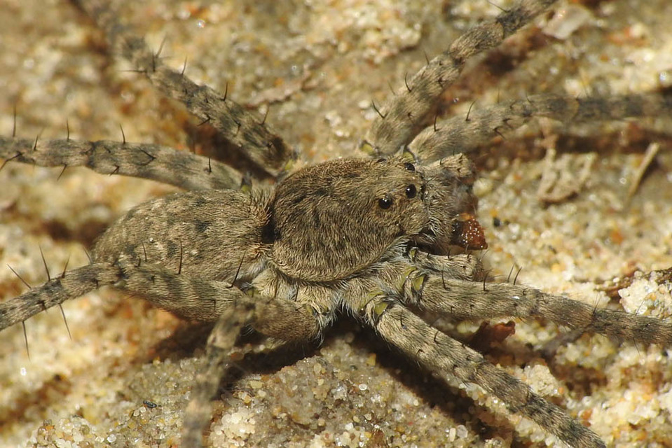 Pardosa nebulosa