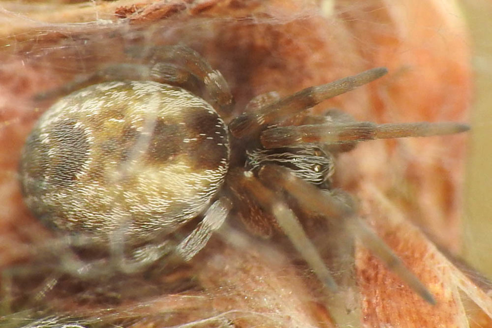 Dictyna arundinacea - nádi hamvaspók