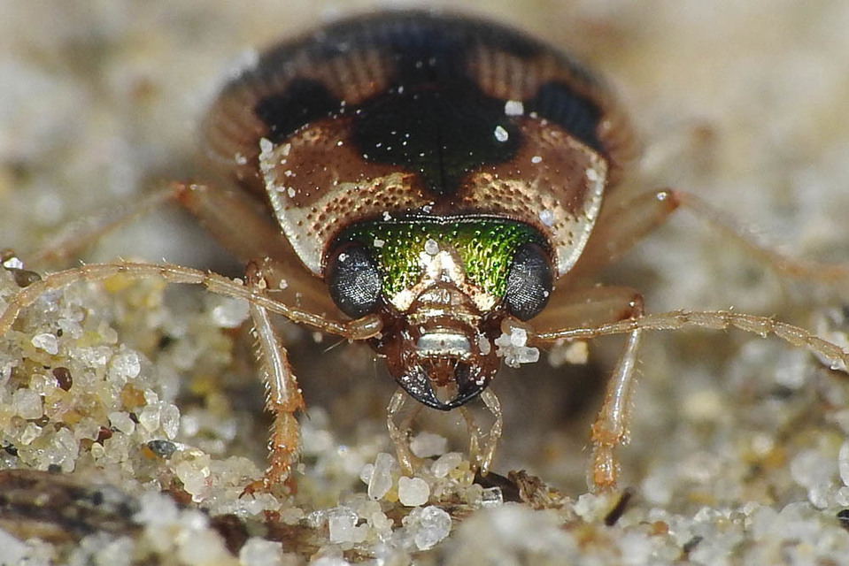 Omophron limbatum - gömböcfutó
