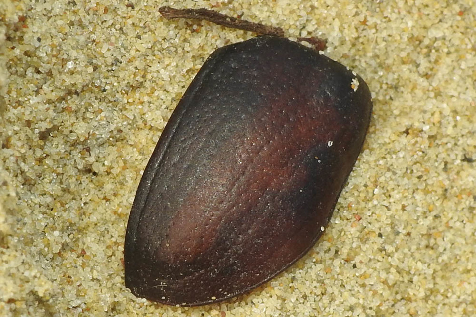 Pentodon idiota - butabogár