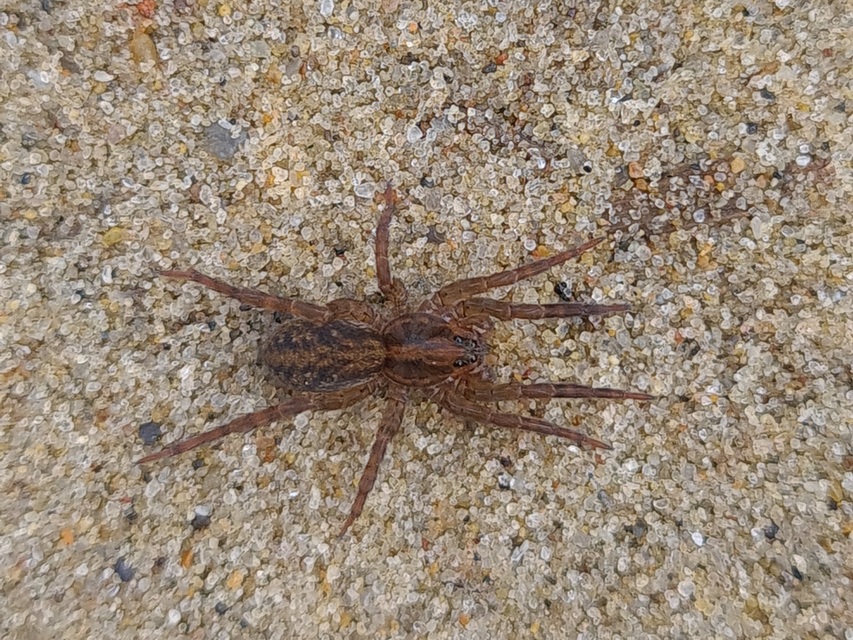 Trochosa