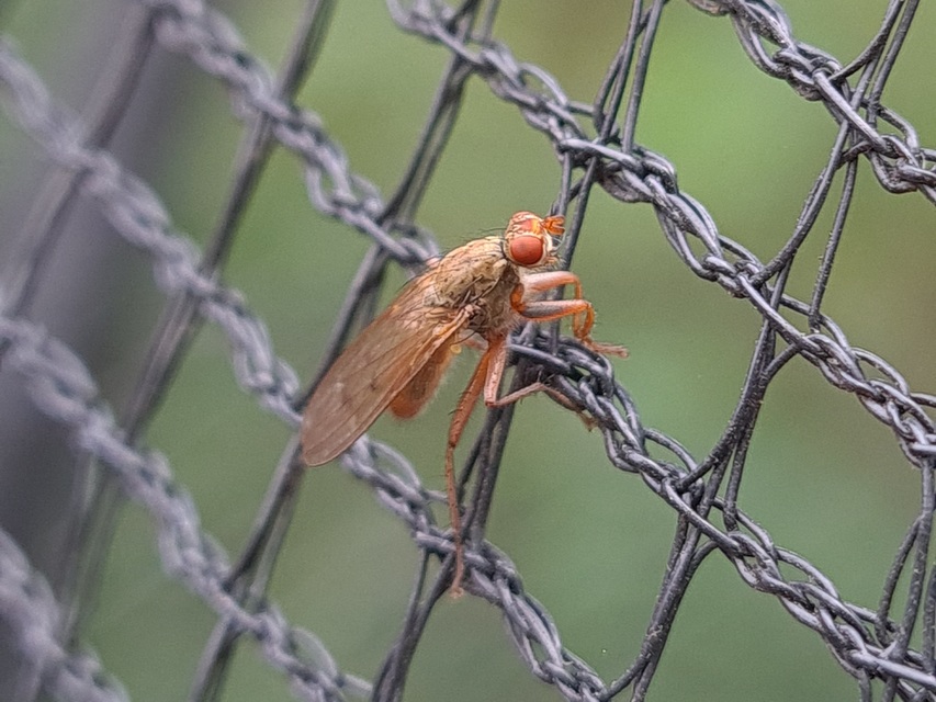 Scathophaga