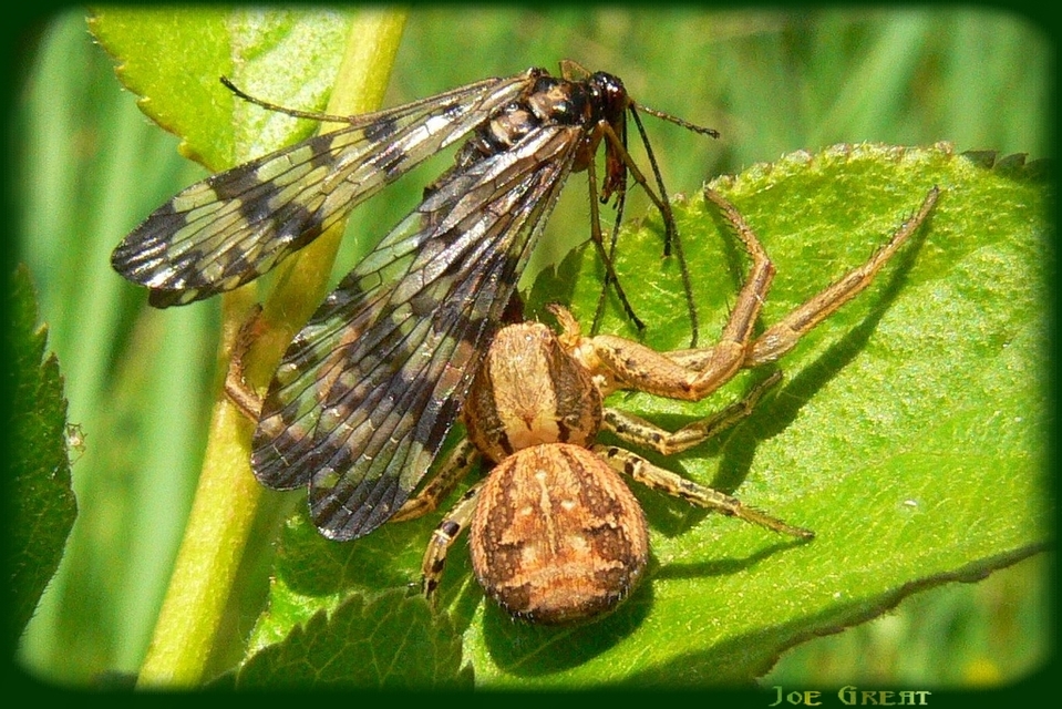 Xysticus