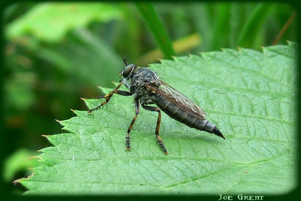 Asilinae