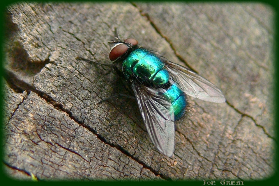 Lucilia sericata - selymes döglégy