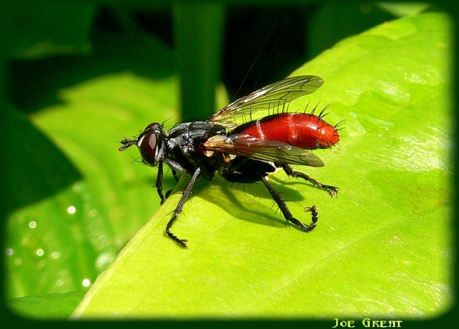 Cylindromyia bicolor