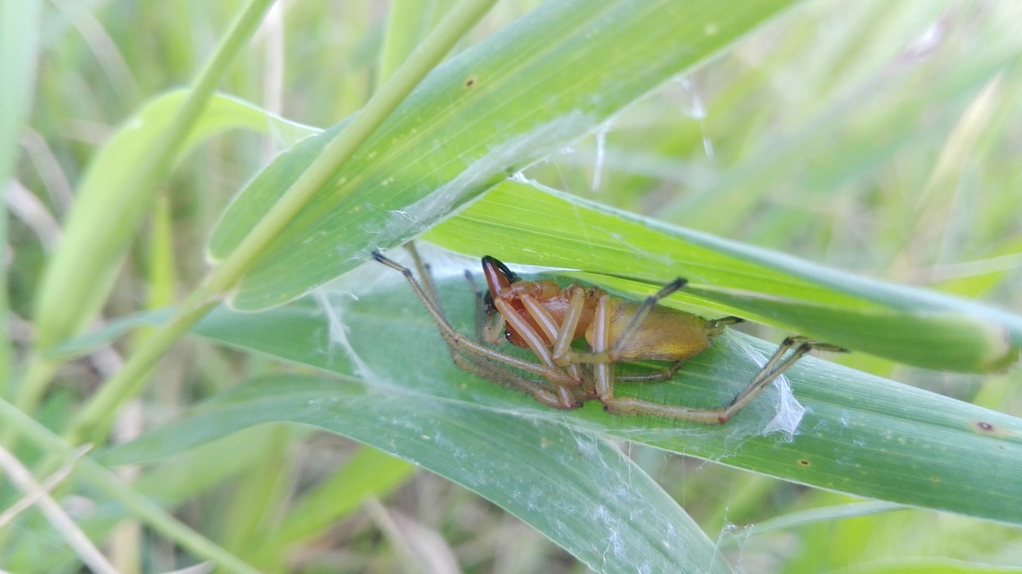 Cheiracanthium punctorium - mérges dajkapók