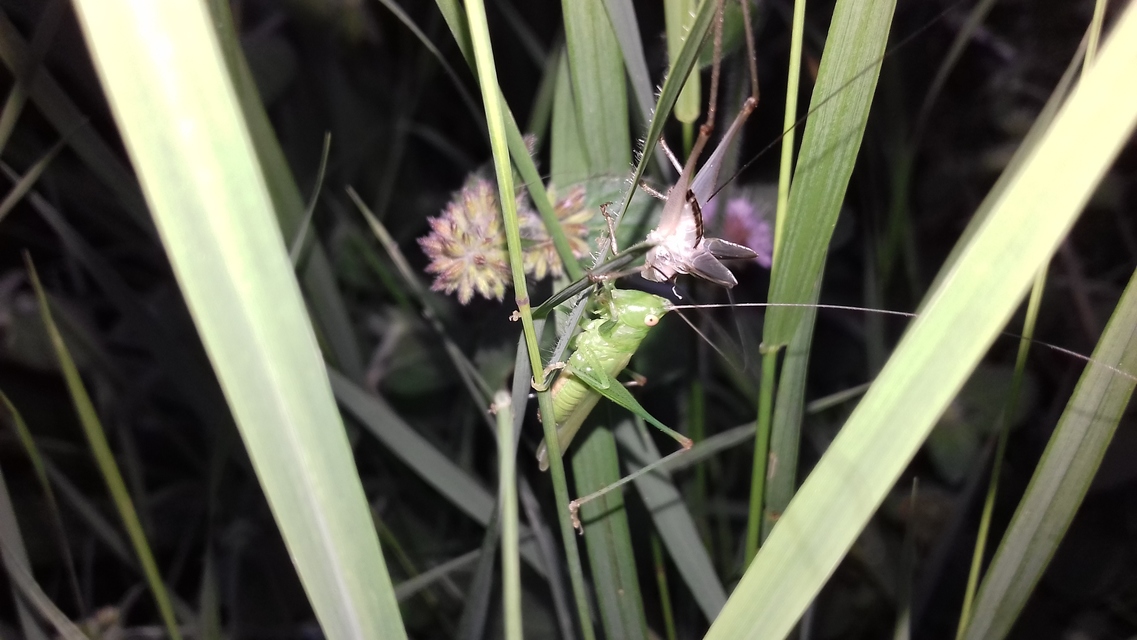 Conocephalus fuscus - kis kúpfejűszöcske