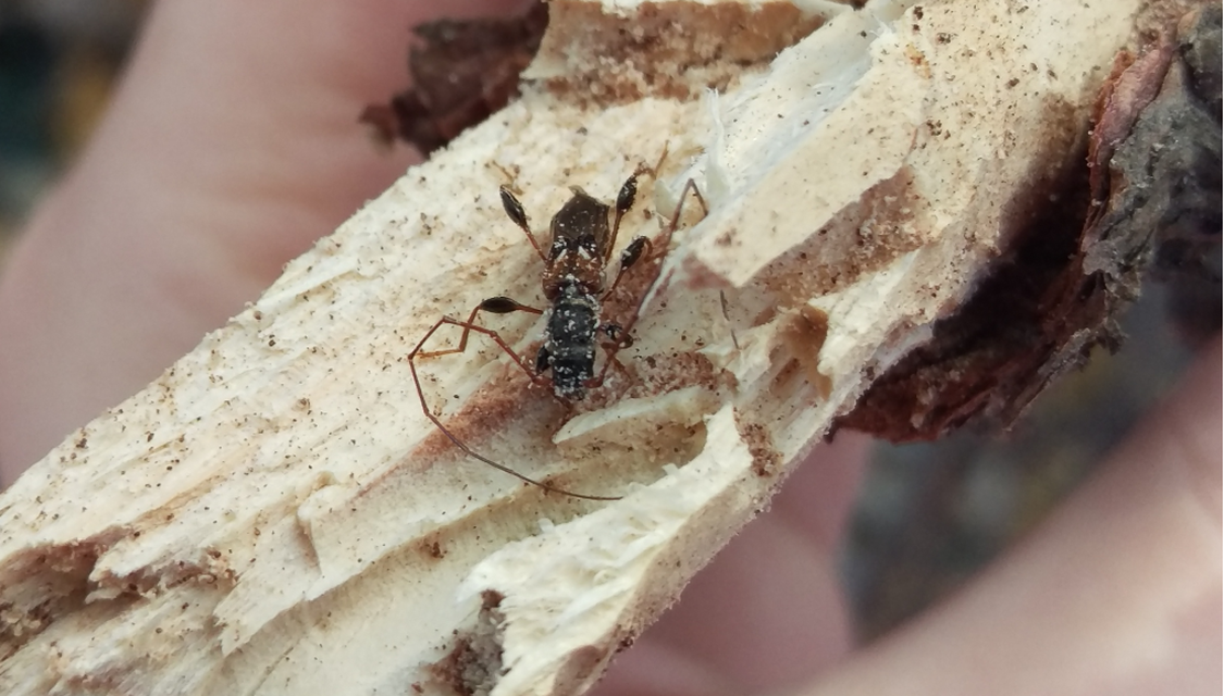 Molorchus minor - kis légycincér