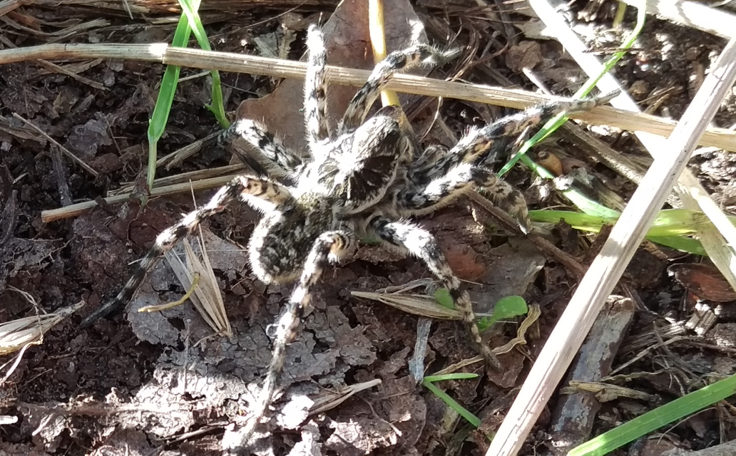 Lycosa singoriensis - szongáriai cselőpók