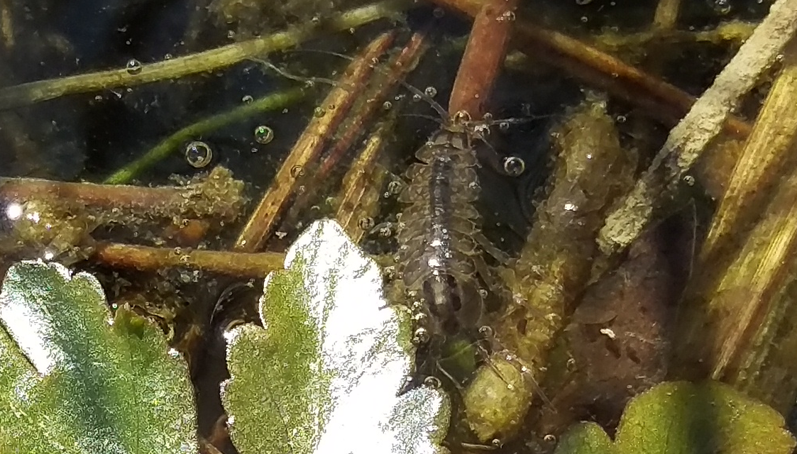 Asellus aquaticus - közönséges víziászka