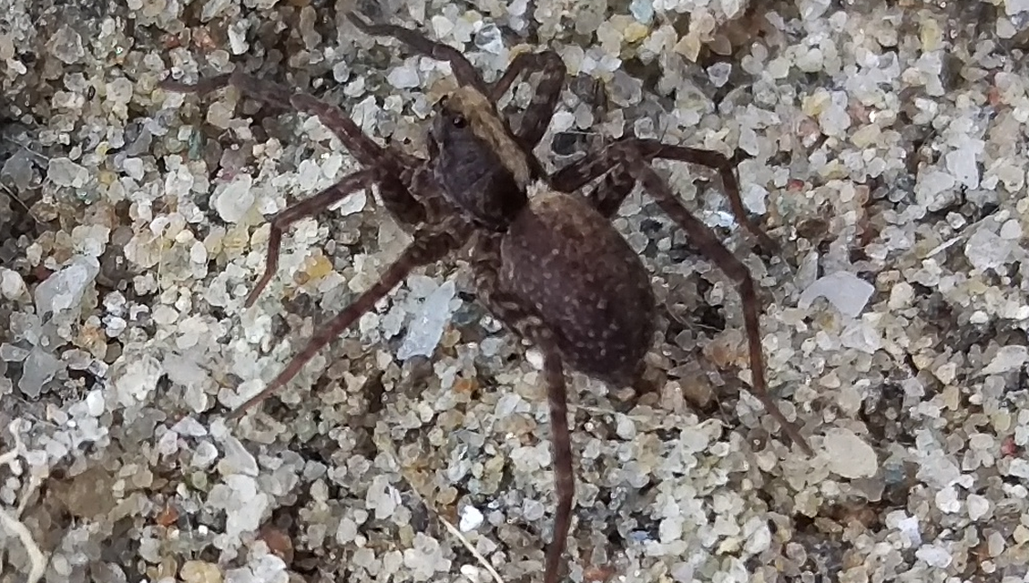Pardosa alacris/lugubris