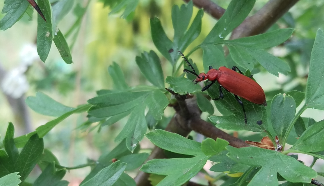 Pyrochroa serraticornis - közép-bíborbogár
