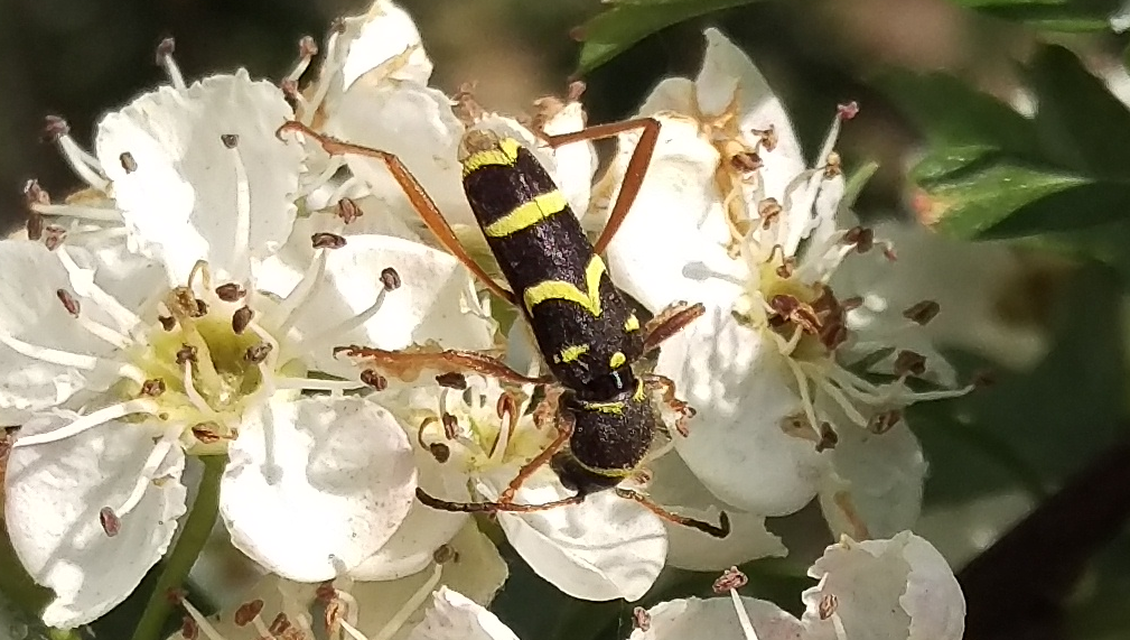 Clytus arietis - közönséges darázscincér
