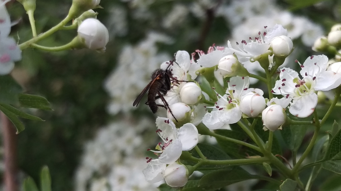 Empididae - táncoslegyek