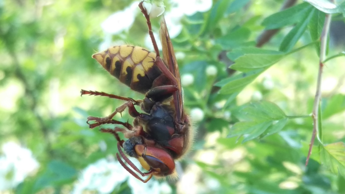 Vespa crabro - lódarázs