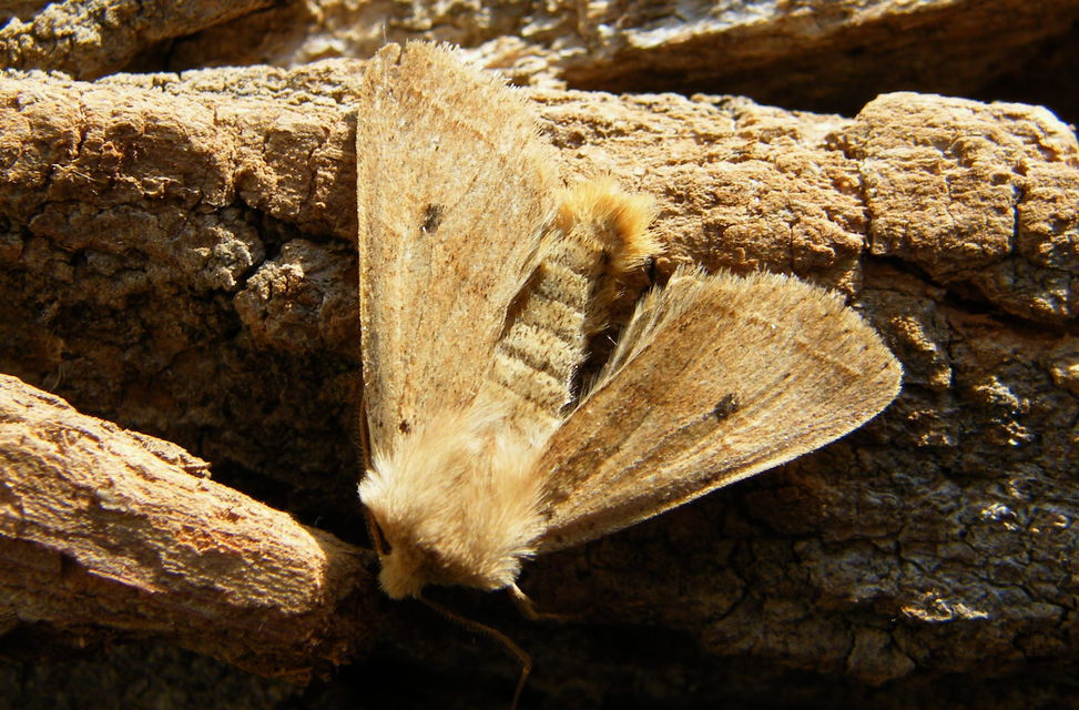 Leptologia macilenta - gyertyán-őszibagoly