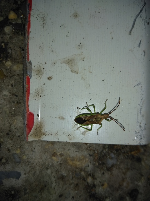 Gonocerus juniperi - boróka-karimáspoloska