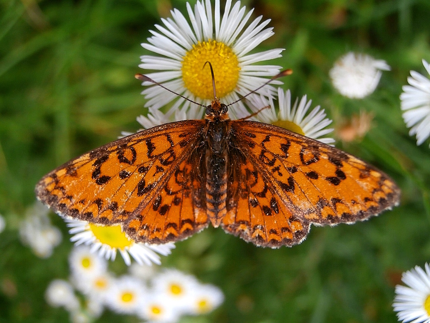 Melitaea trivia - kis tarkalepke