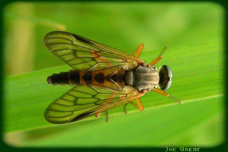 Rhagio vitripennis - sötéterű kószalégy