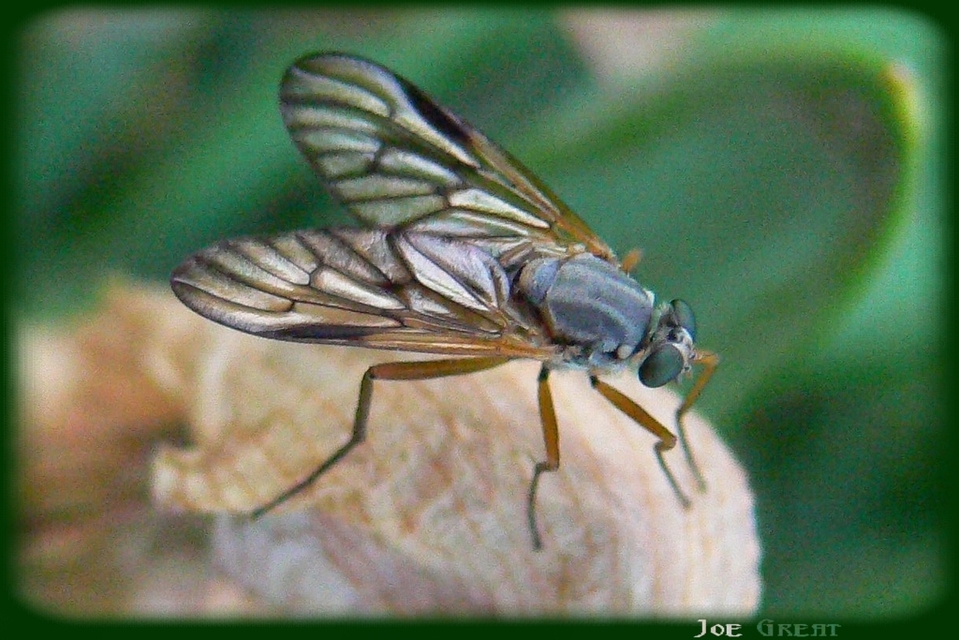 Rhagio vitripennis - sötéterű kószalégy