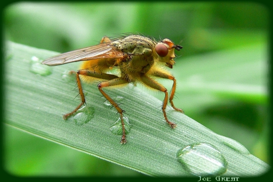 Scathophaga stercoraria - közönséges trágyalégy