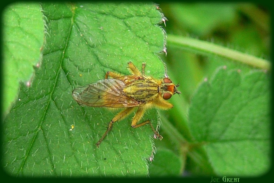 Scathophaga stercoraria - közönséges trágyalégy
