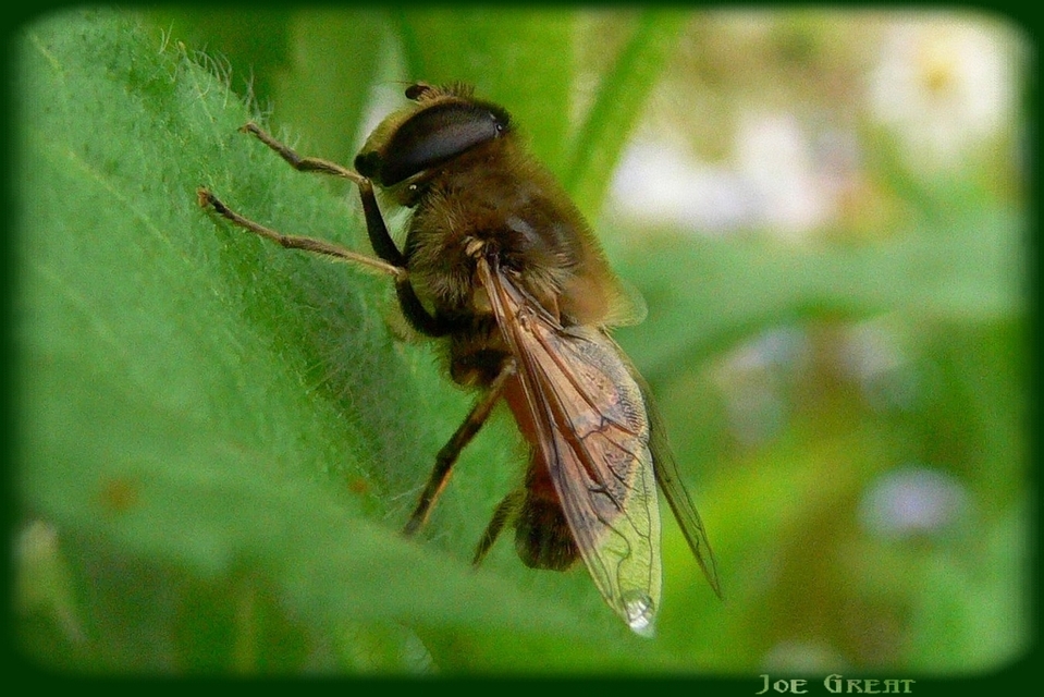 Eristalis tenax - közönséges herelégy