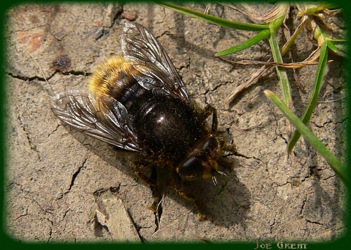 Merodon equestris - változékony nárciszlégy