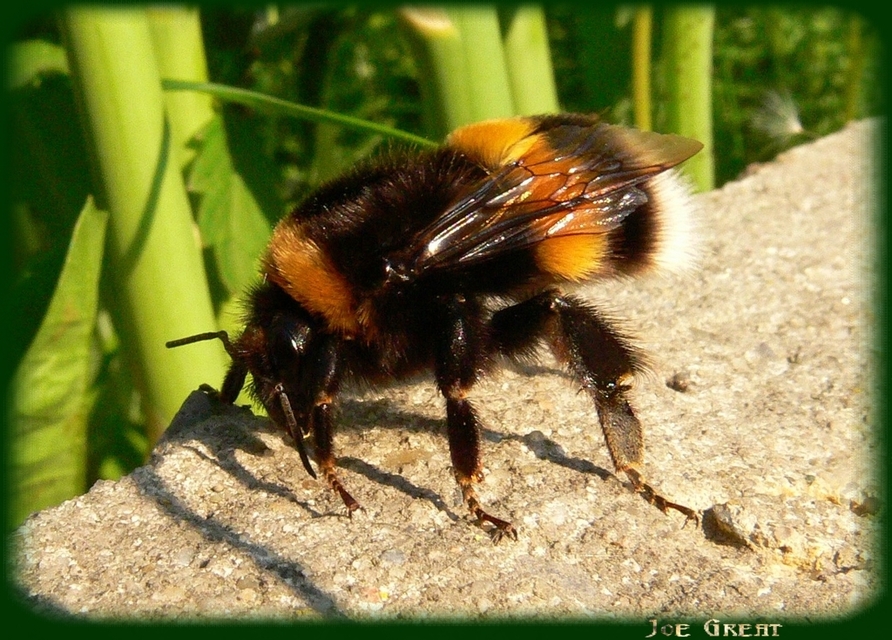 Bombus - poszméhek