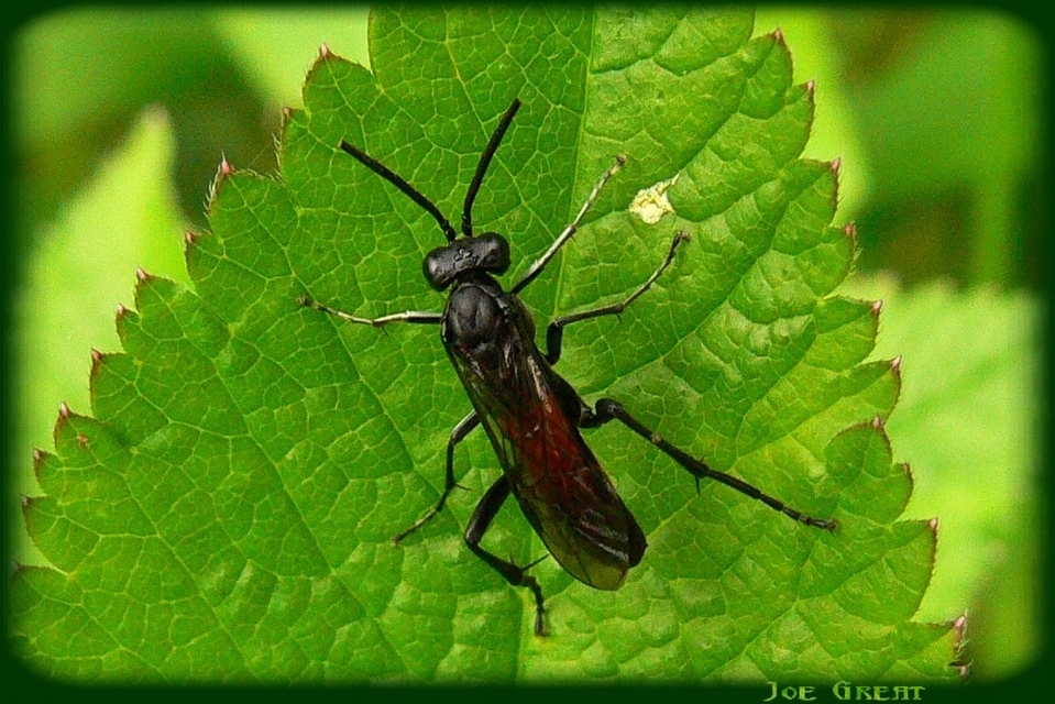 Hymenoptera - Hártyásszárnyúak