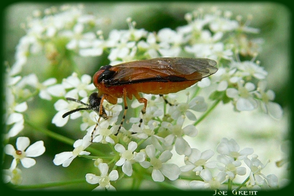 Hymenoptera - Hártyásszárnyúak