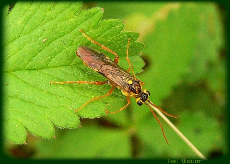 Tenthredopsis nassata - élénkbarna övesdarázs