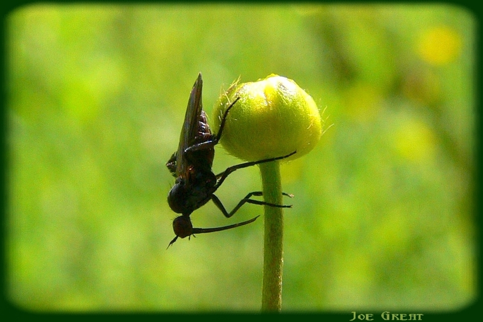 Empididae - táncoslegyek