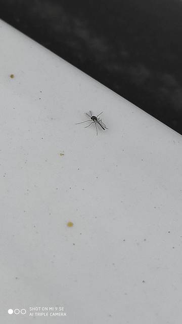 Chironomidae - árvaszúnyogok
