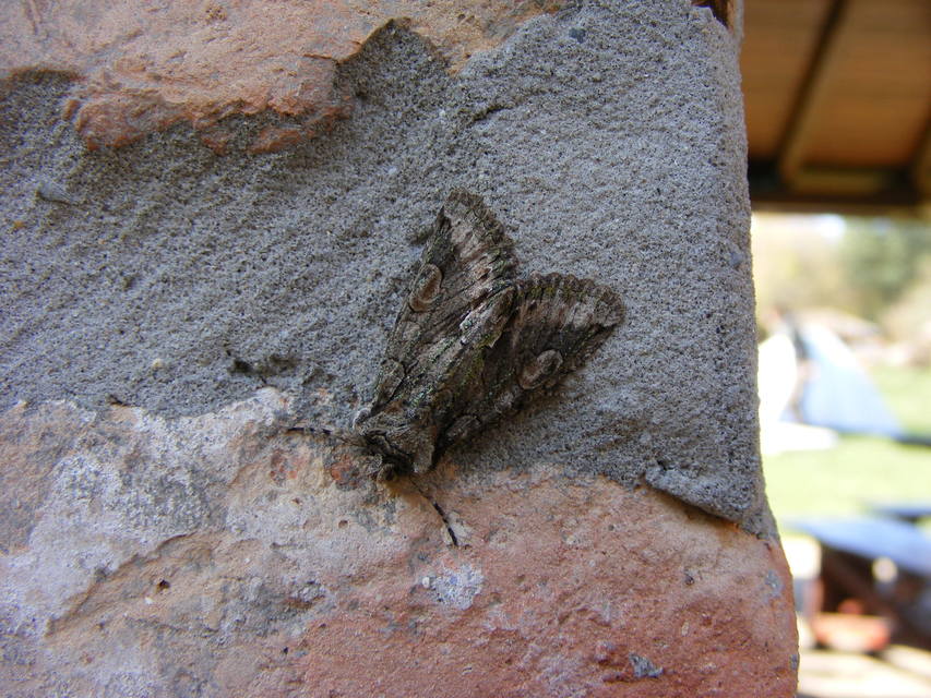 Allophyes oxyacanthae - galagonyabagoly